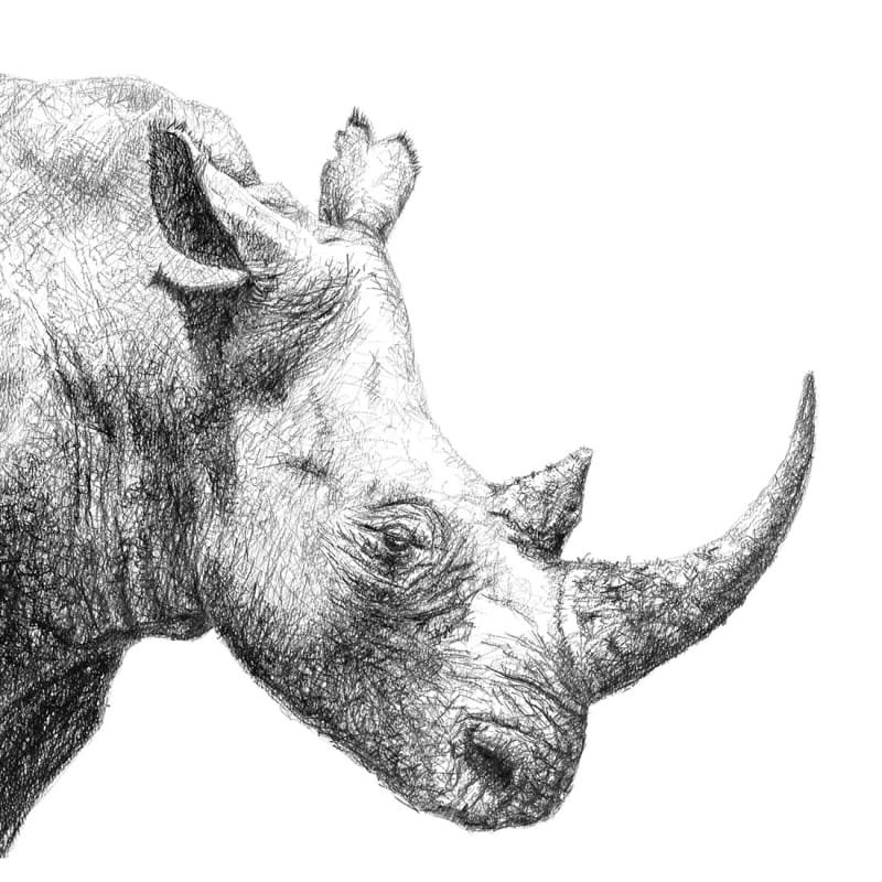 Black Rhino Artwork