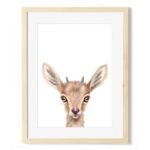 baby ibex art print