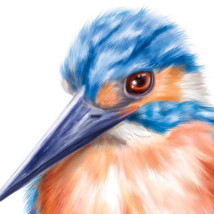 Baby Kingfisher Art Print - Image 2