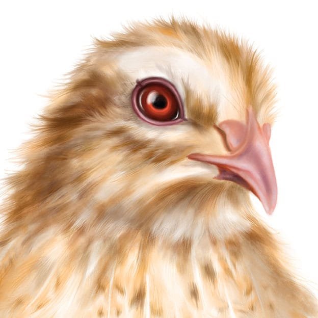 Baby Quail Art Print - Image 2