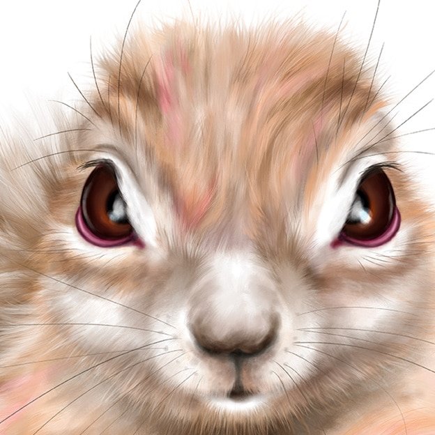 Baby Xerus Art Print - Image 2