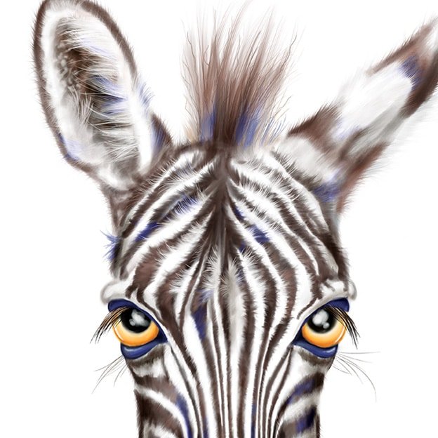 Baby Zebra Art Print - Image 2