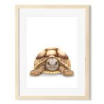 baby tortoise art print