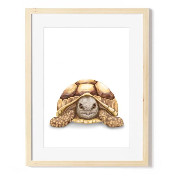 baby tortoise art print
