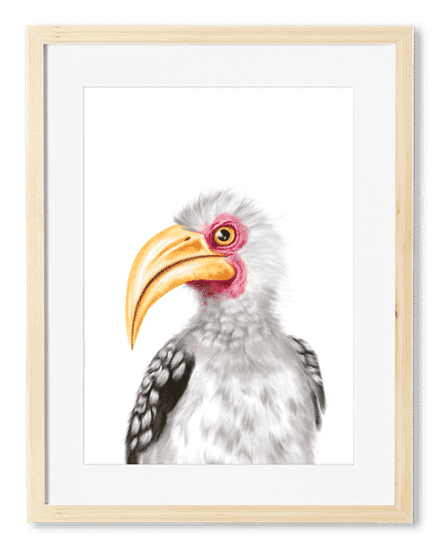 yellow-billed_hornbill_art_print