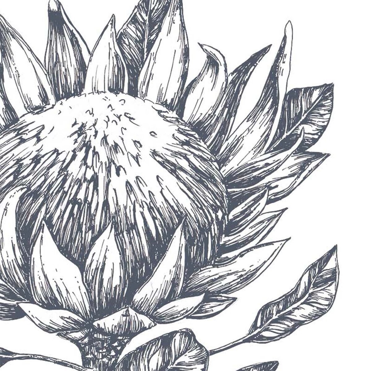 Protea Pen & Ink Art Print P1 - Image 3