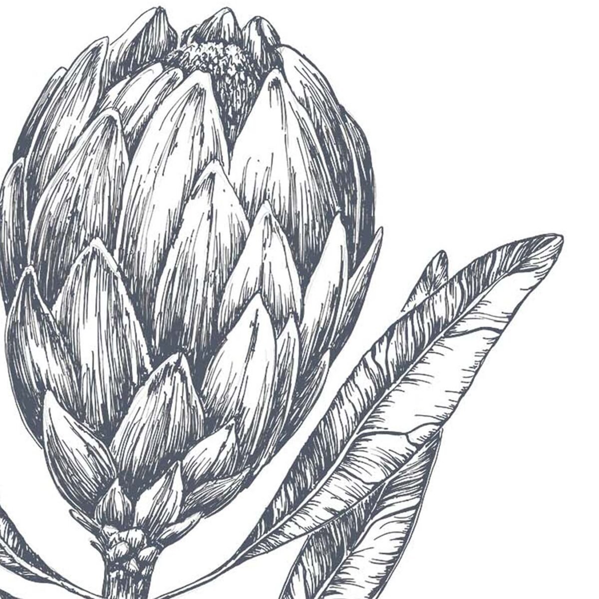 Protea Pen & Ink Art Print-P2 - Image 3