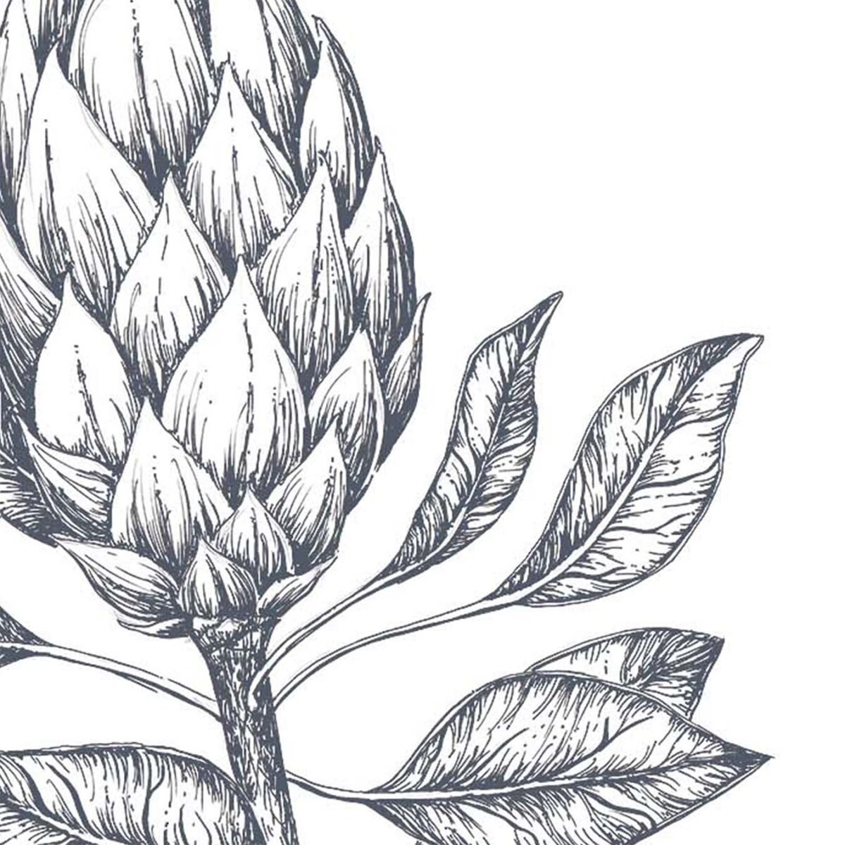Protea Pen & Ink Art Print-P3 - Image 3